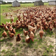 Illustration for article titled Hot Air Balloons Are Exploding Hens • Silicone Implants Linked To Lymphoma